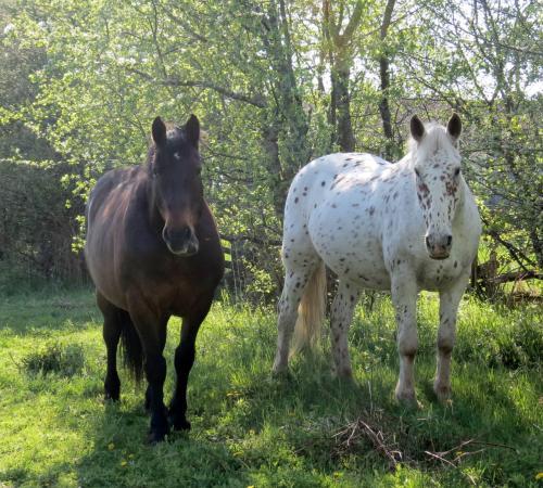South Algonquin Trails